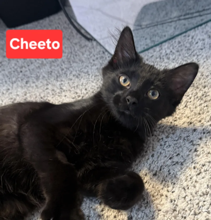 Cheeto thumbnail 2