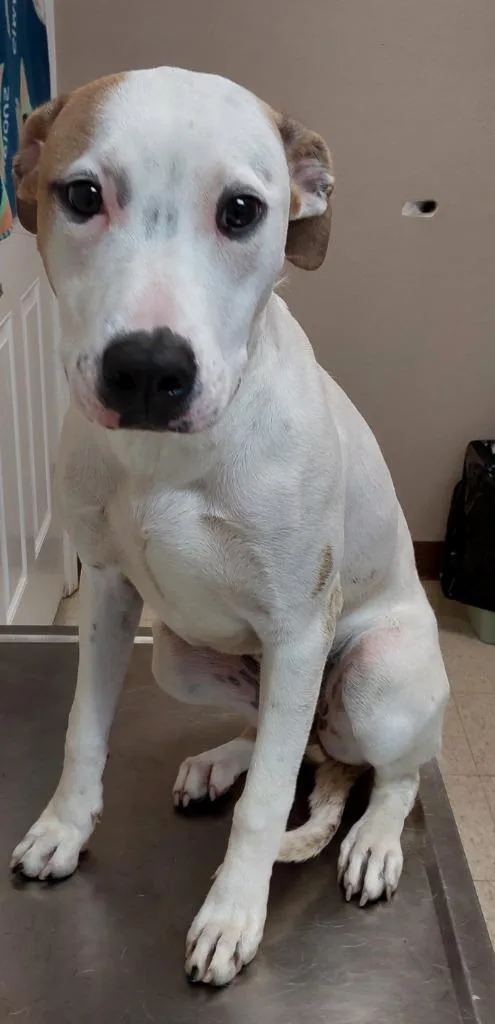 A baby medium-sized female Terrier dog named Raquel for adoption in Mocksville, NC