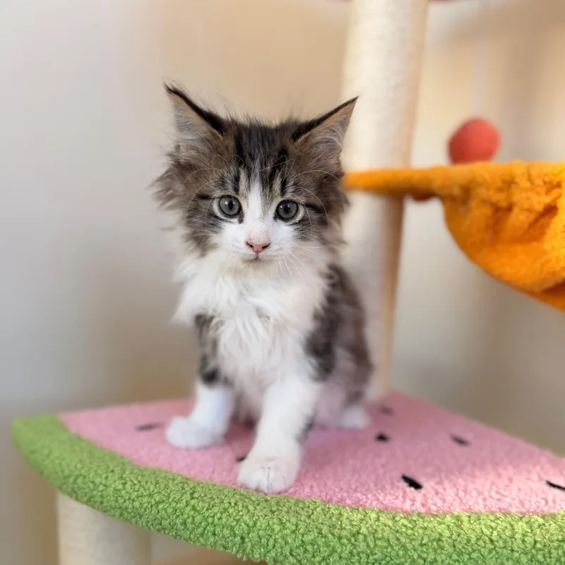 A baby small-sized male Brown / Chocolate Domestic Long Hair cat named Nightshade for adoption in Pasadena , MD