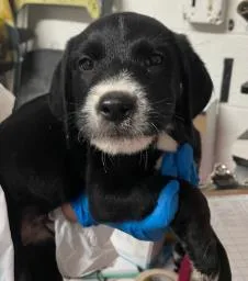 A baby medium-sized male Mixed Breed dog named Ludwig for adoption in West Chester, PA