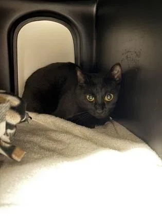 An adult medium-sized female Domestic Short Hair cat named Mama for adoption in Gastonia, NC