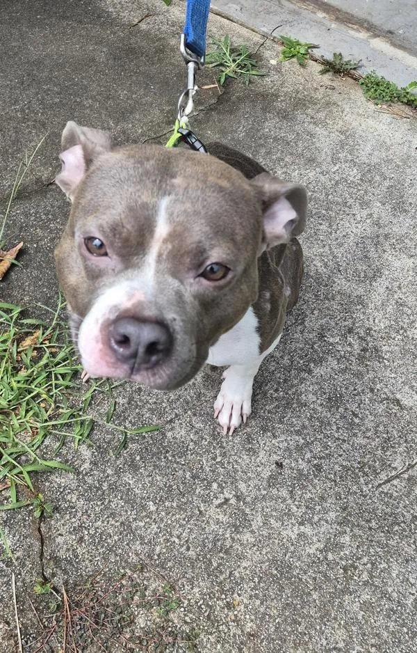 An adult medium-sized female American Staffordshire Terrier dog named Ic Eva for adoption in Lawrenceville, GA