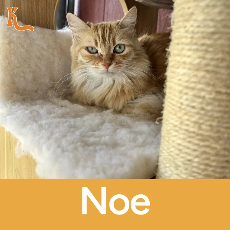 Noe