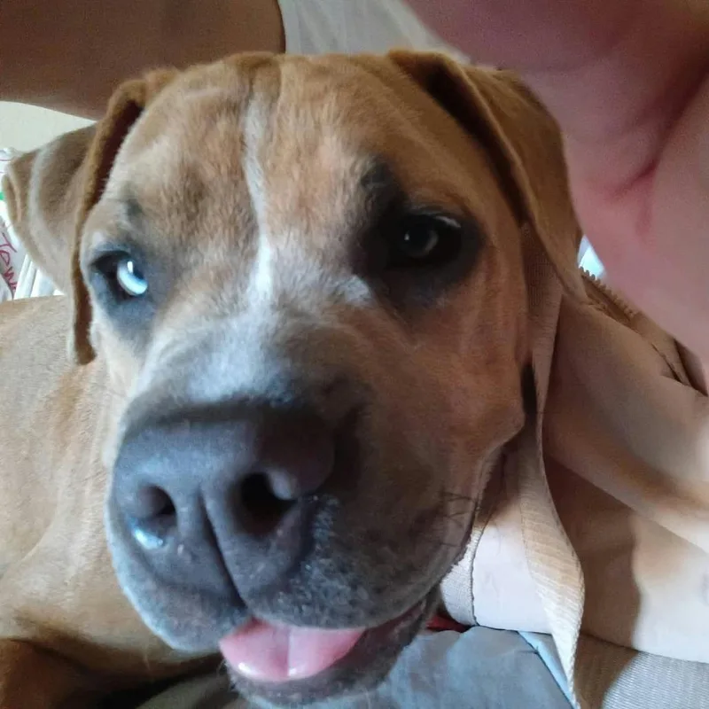 A young medium-sized female Yellow / Tan / Blond / Fawn Mixed Breed dog named Remi for adoption in Norman, OK