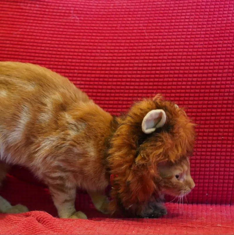 An adult small-sized female Orange / Red Domestic Short Hair cat named Rigatoni for adoption in Howard beach, NY