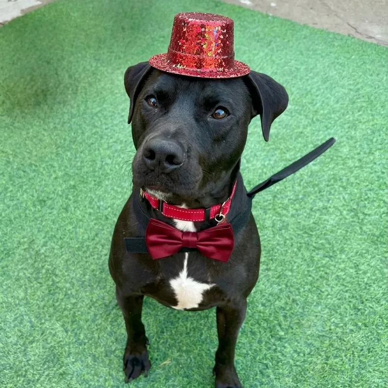 An adult medium-sized male Black Labrador Retriever dog named Lazarus "lazzie" for adoption in Houston, TX