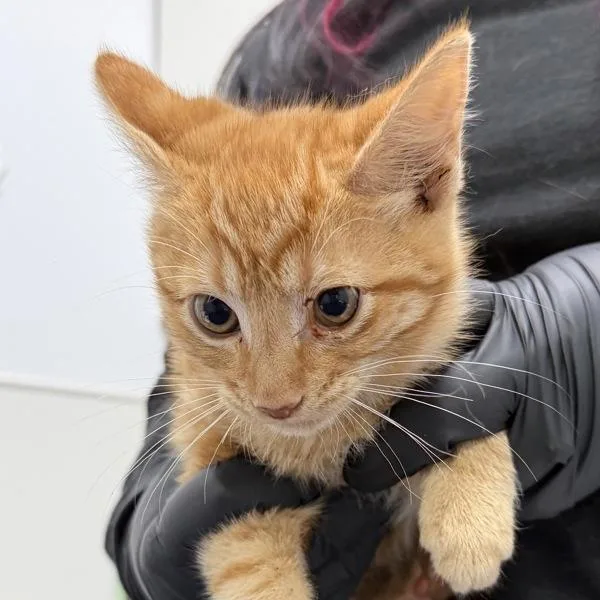 A baby small-sized male Domestic Short Hair cat named Colin for adoption in San Diego, CA