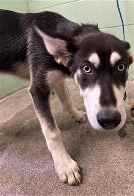 A baby small-sized female Siberian Husky dog named Pookie for adoption in Sacramento, CA