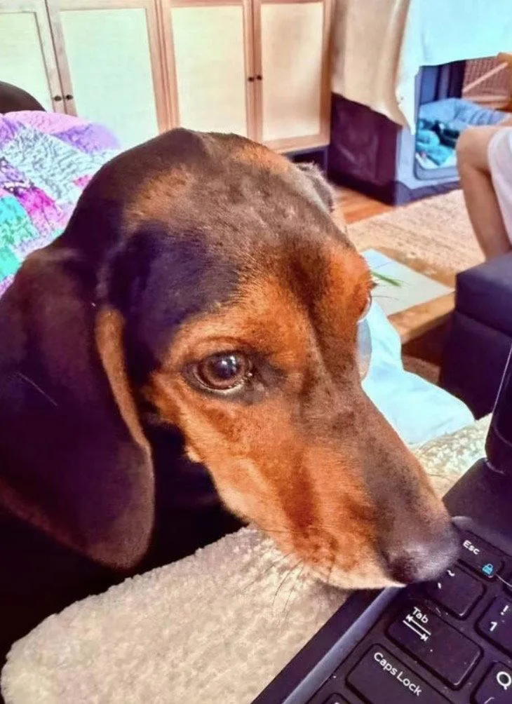 A baby medium-sized female Dachshund dog named Miss Mini for adoption in Germantown, OH