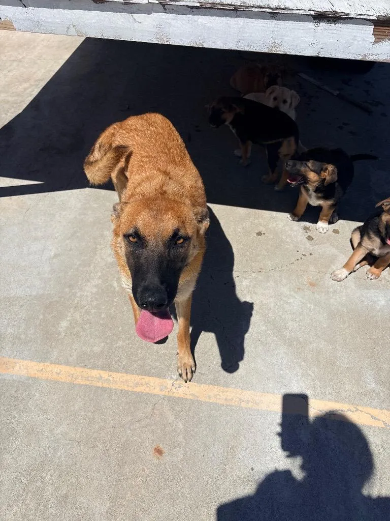 A young medium-sized female Bicolor Belgian Shepherd / Malinois dog named Cherry for adoption in Mira Loma, CA
