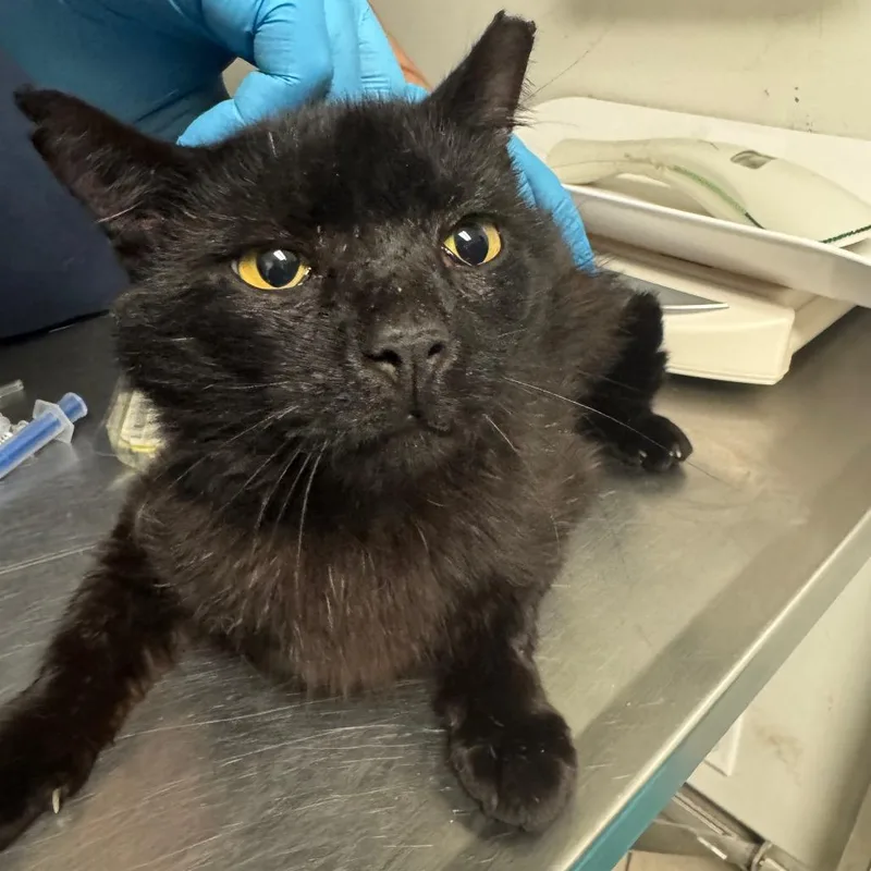 An adult large-sized male Black Domestic Long Hair cat named Jasper for adoption in Charleston, WV