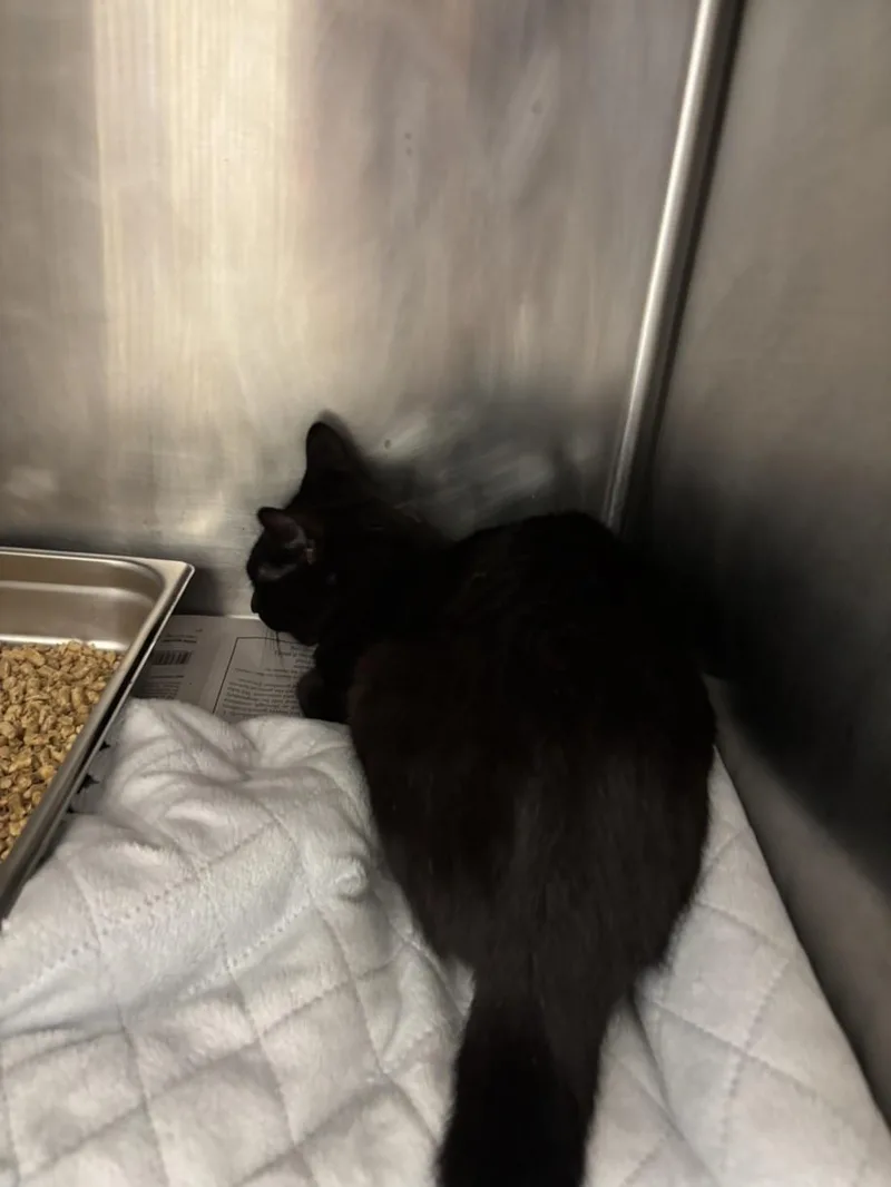 A young small-sized male Domestic Short Hair cat named Obsidian for adoption in Hagerstown, MD