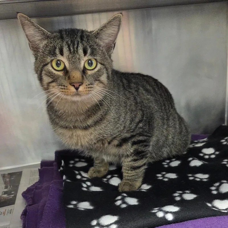 An adult large-sized male Brown / Chocolate Domestic Short Hair cat named Spruce for adoption in Chattanooga, TN