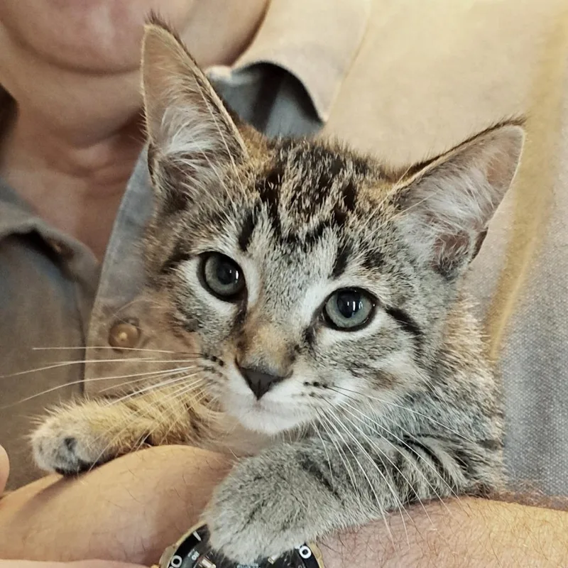 A baby small-sized female Brown / Chocolate Domestic Short Hair cat named Maybel for adoption in Brownsboro, AL