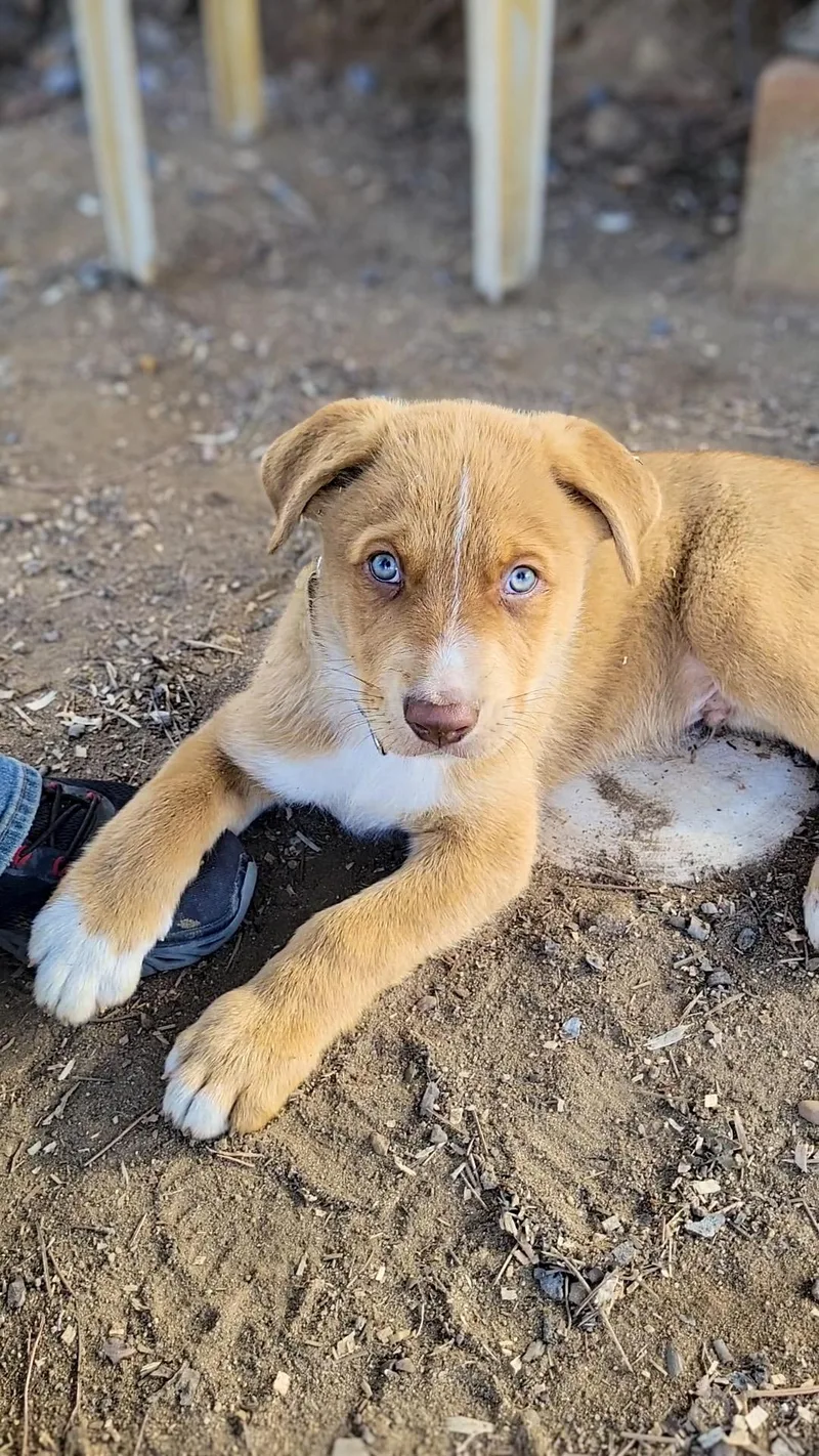 A baby large-sized male Labrador Retriever dog named Barstow for adoption in Anza, CA