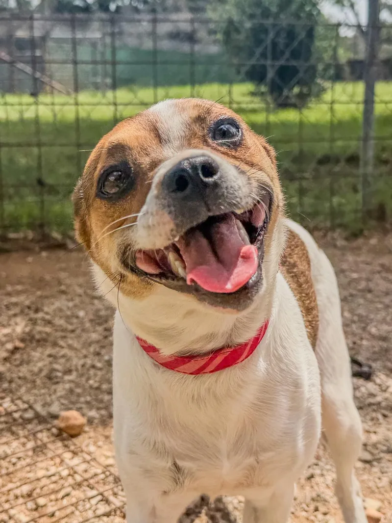 A young small-sized female Brown / Chocolate Jack Russell Terrier dog named Rockette for adoption in Marble Falls, TX