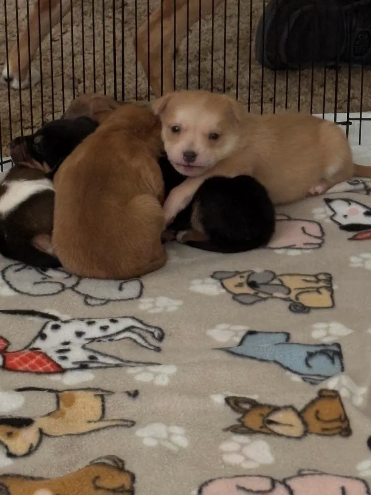 An adult medium-sized female Mixed Breed dog named Nova for adoption in Rapid City, SD