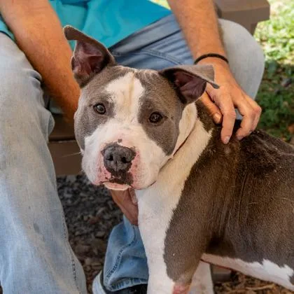 An adult large-sized male Mixed Breed dog named Filbert for adoption in Chamblee, GA