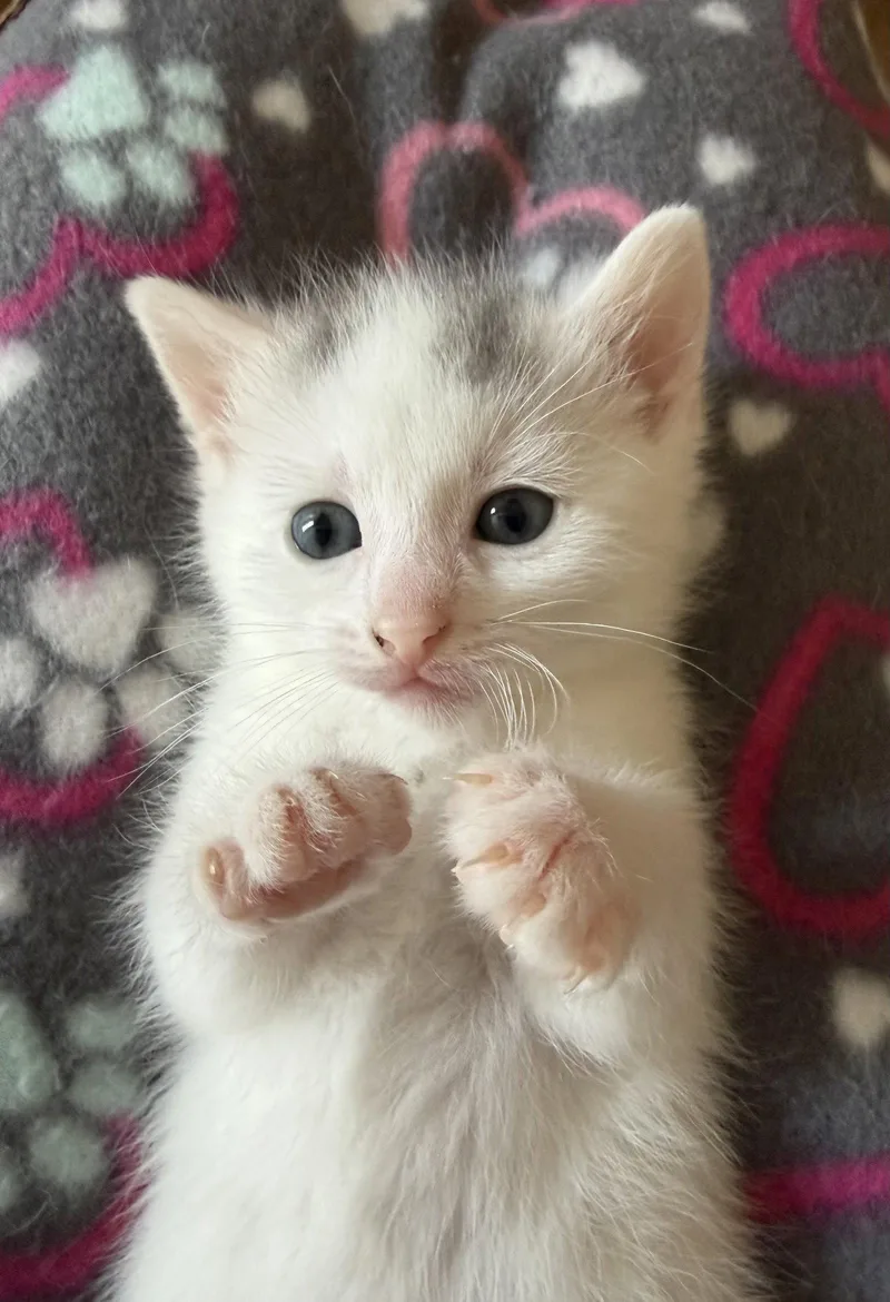A baby medium-sized female American Shorthair cat named Adele for adoption in Orlando, FL
