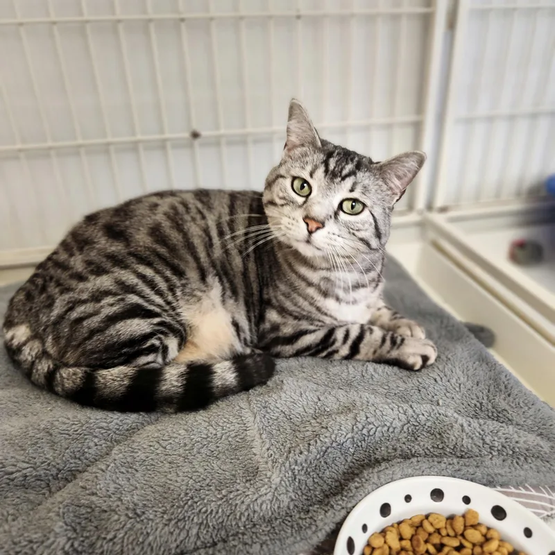An adult large-sized female Bengal cat named Mischa for adoption in Waupun, WI