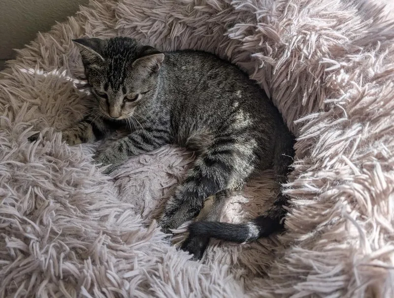 A baby small-sized female Domestic Short Hair cat named Gabby for adoption in Dallas, TX