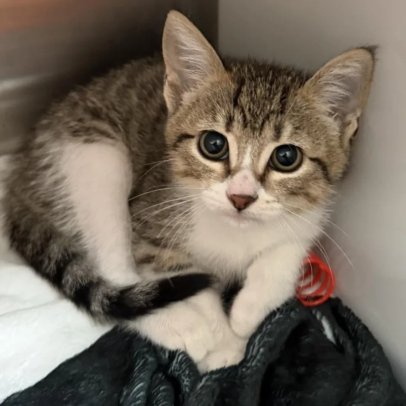 A baby small-sized male Domestic Short Hair cat named Kent Taylor for adoption in Los Angeles, CA