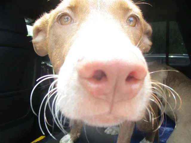 A young medium-sized male Pit Bull Terrier dog named Moe for adoption in Ocala, FL