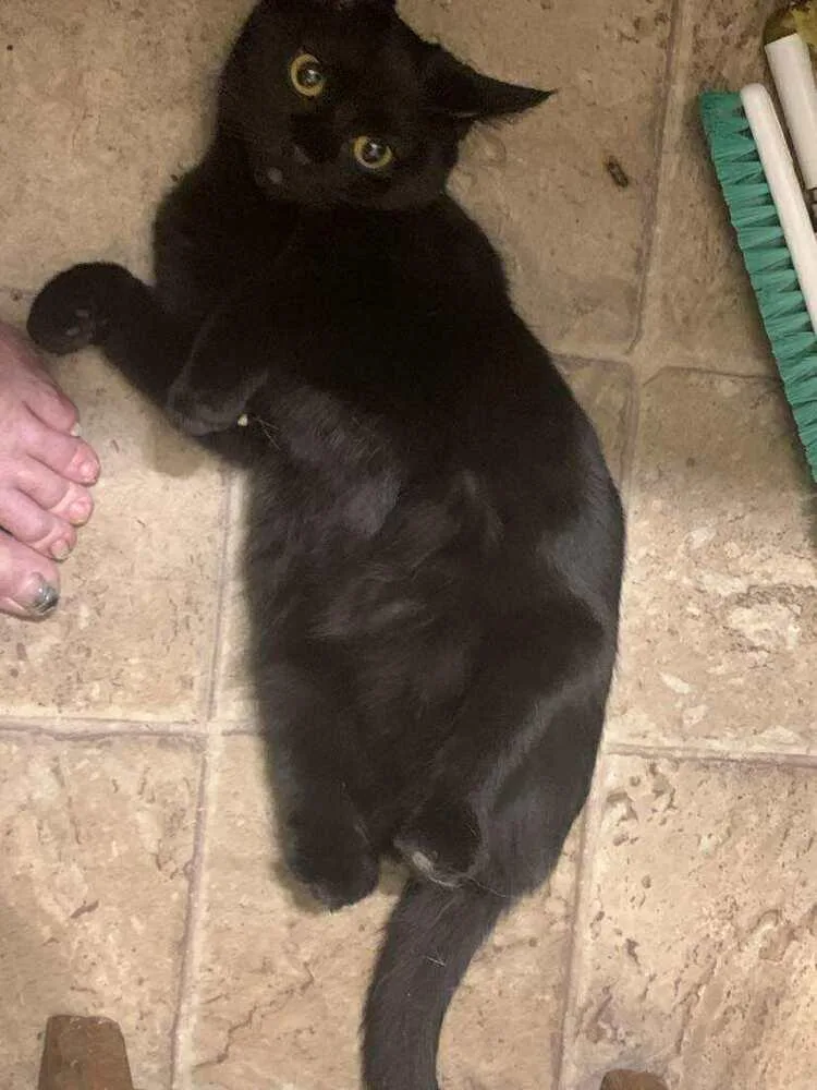 A baby small-sized female Black Domestic Short Hair cat named Amelia for adoption in Emporia, KS