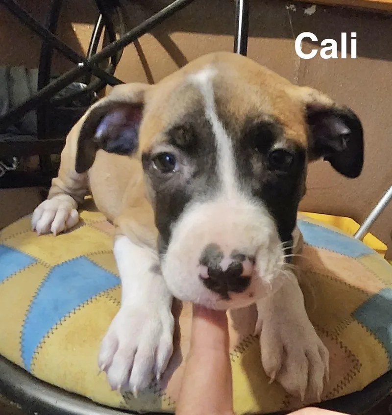 A baby medium-sized female American Staffordshire Terrier dog named Cali for adoption in Manchester, CT