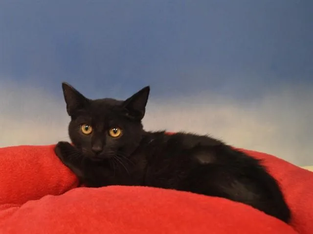 A baby small-sized male Domestic Short Hair cat named Peter for adoption in Naples, FL