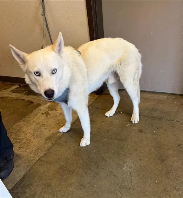 An adult large-sized male Siberian Husky dog named Conor for adoption in Ontario, CA