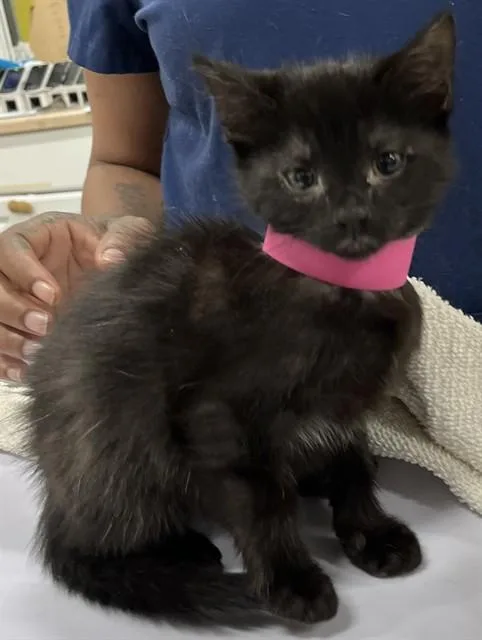 A baby small-sized female Domestic Short Hair cat named Skye for adoption in Upper Marlboro, MD