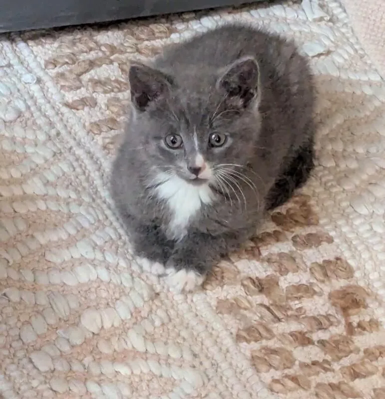 Pancake