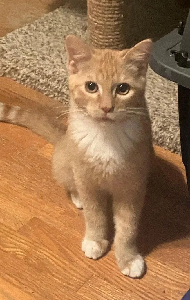 A baby small-sized male Orange / Red Domestic Short Hair cat named Chito for adoption in Forest Lake, MN