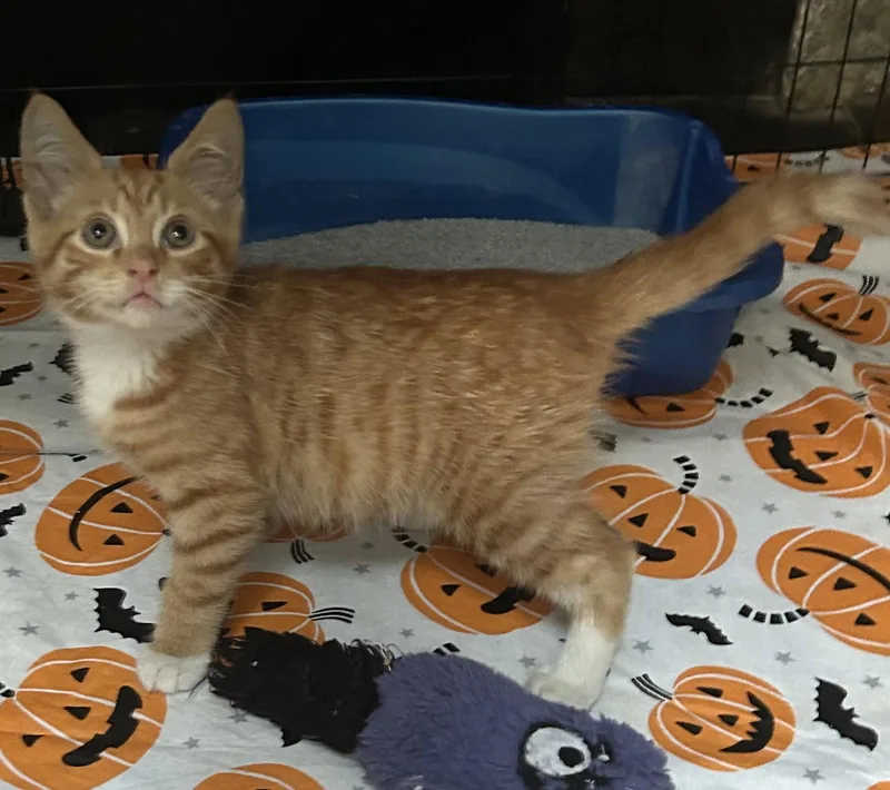 A baby medium-sized male Orange & White Domestic Short Hair cat named Cheez Doodle for adoption in Trenton, NJ
