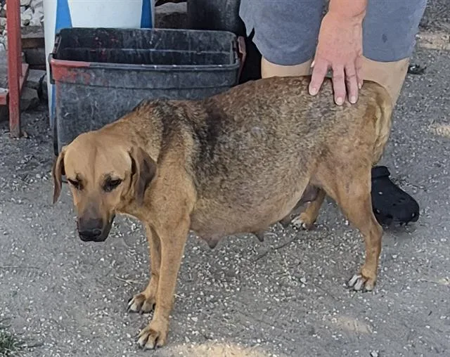 A young medium-sized female Catahoula Leopard Dog dog named Mercedes for adoption in San Antonio, TX