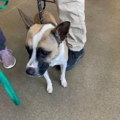 An adult small-sized male Brown / Chocolate Mixed Breed dog named Teddy for adoption in York, PA