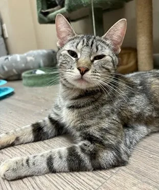 A baby small-sized female Tabby (Brown / Chocolate) Domestic Short Hair cat named Phoenix for adoption in Hawthorne, NJ