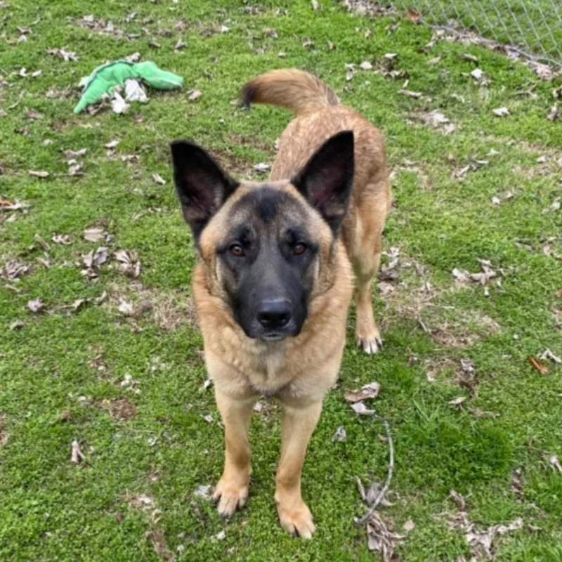 An adult large-sized male Yellow / Tan / Blond / Fawn Shepherd dog named Joel for adoption in Birmingham, AL