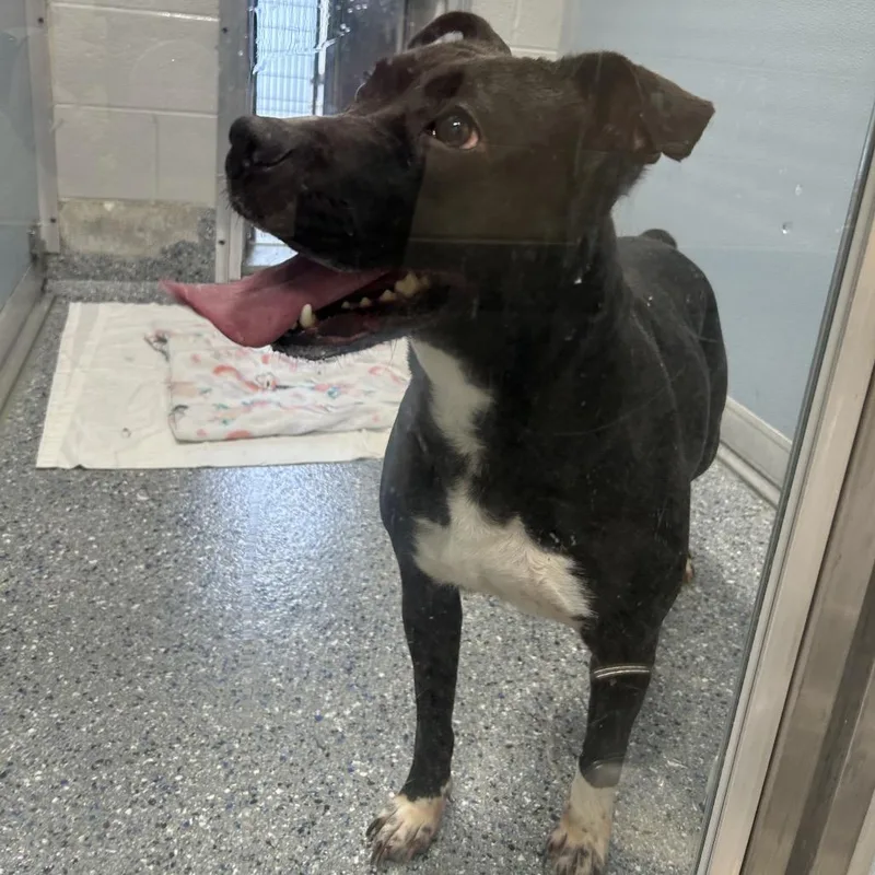 An adult medium-sized female Pit Bull Terrier dog named Melina for adoption in Charlottesville, VA