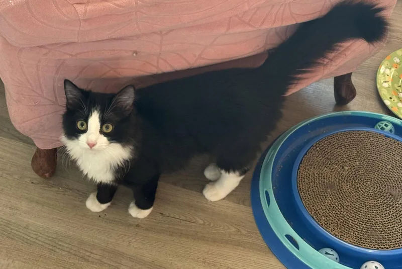 A baby medium-sized female Maine Coon cat named Hestia for adoption in Hockessin, DE