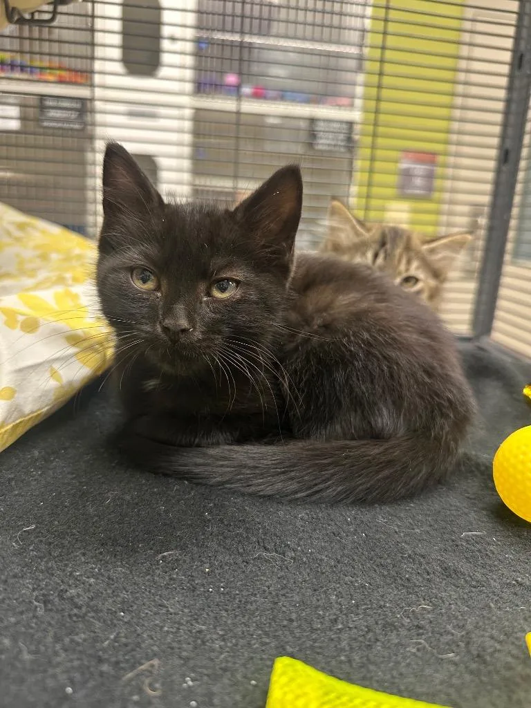 A baby small-sized male Domestic Short Hair cat named Bubbly for adoption in Johnson City, TN