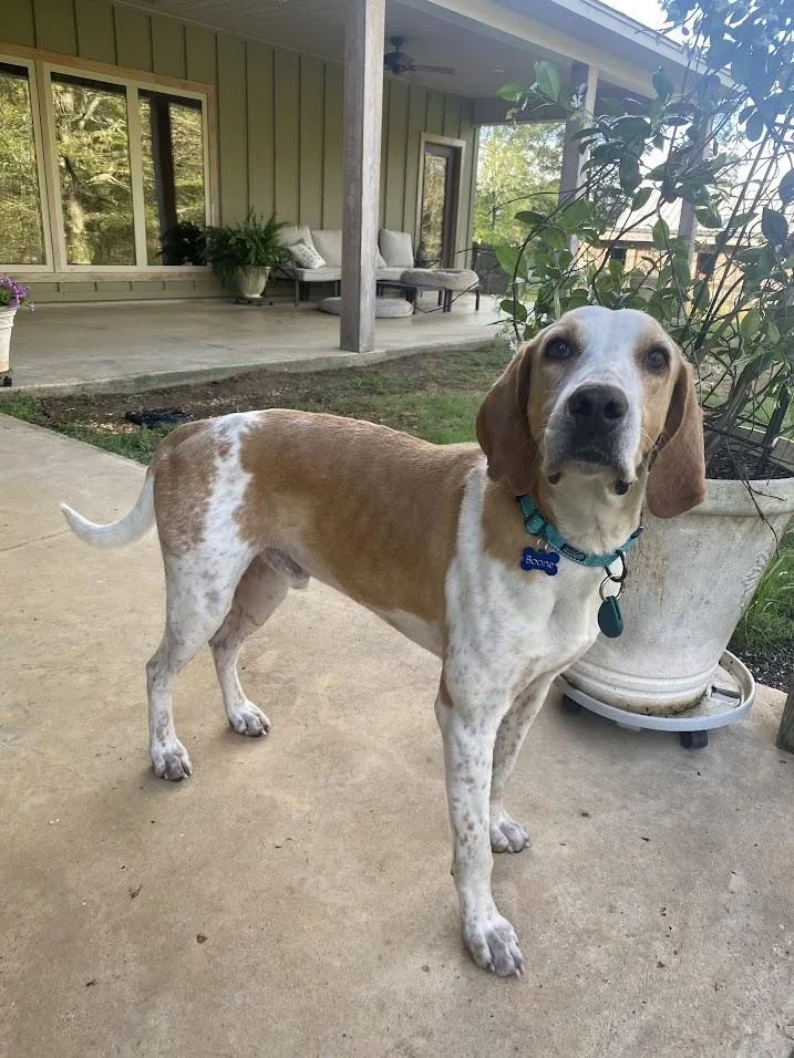 An adult large-sized male Apricot / Beige Coonhound dog named Boone for adoption in Choudrant, LA