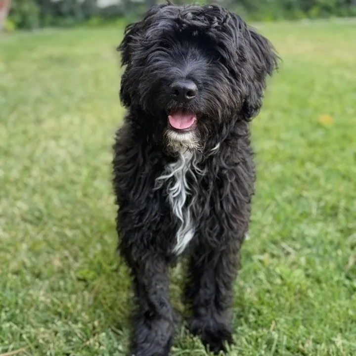A baby medium-sized female Labradoodle dog named Amber for adoption in Los Angeles, CA