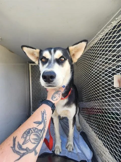 A young medium-sized male Husky dog named Mccartney for adoption in Bakersfield, CA