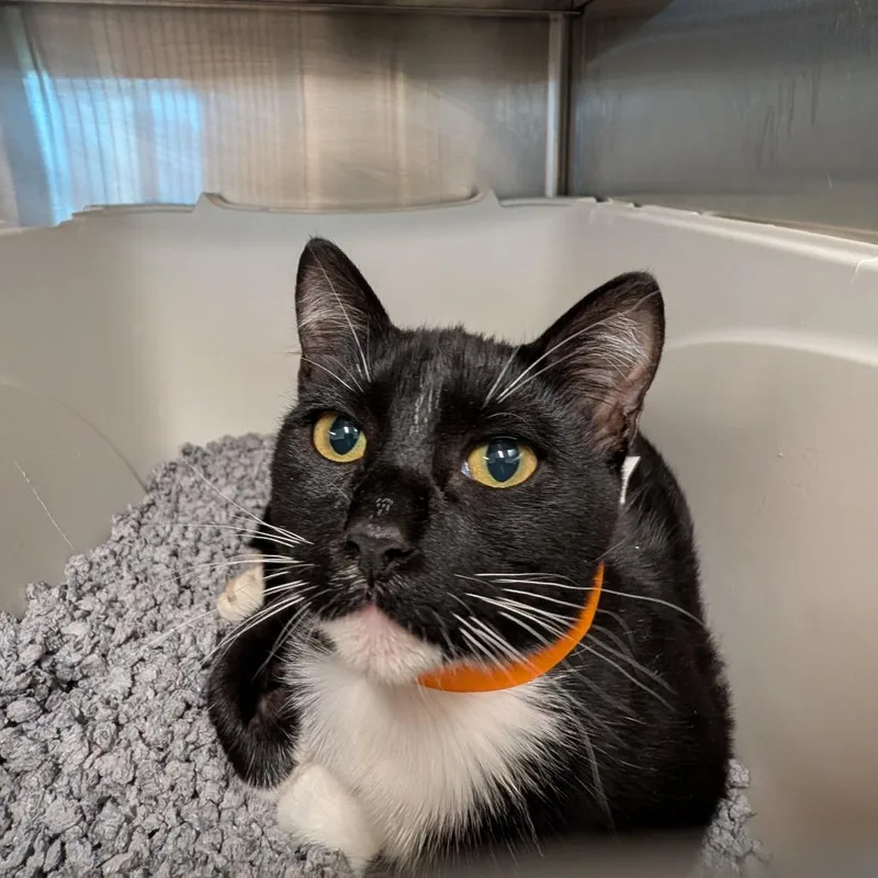 An adult medium-sized female Black Domestic Short Hair cat named Morocco for adoption in League City, TX