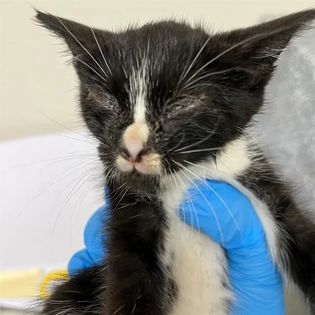 A baby small-sized female Domestic Short Hair cat named Athena for adoption in Naples, FL