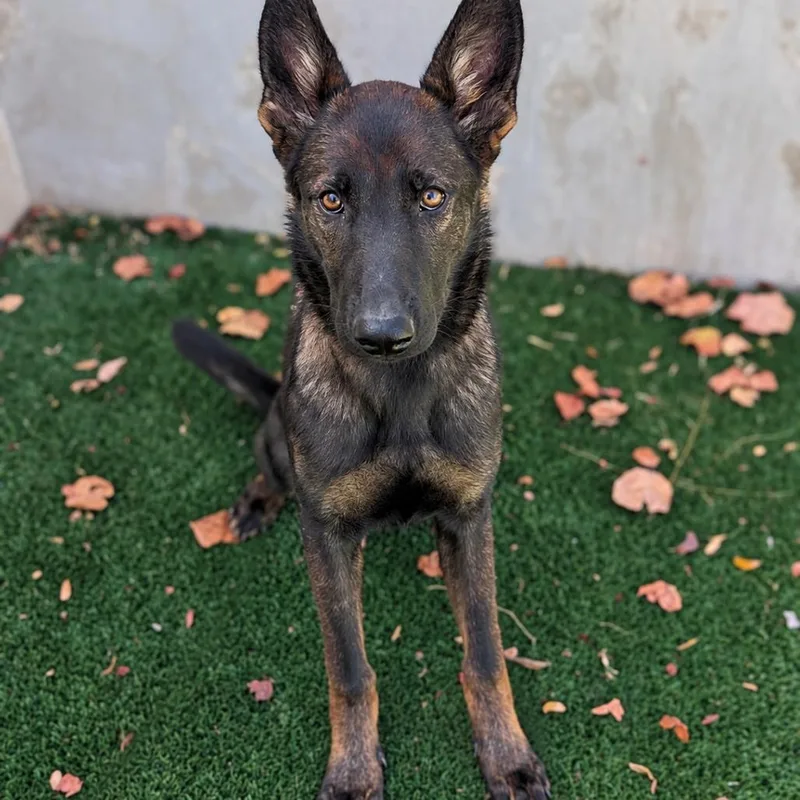 A young medium-sized female German Shepherd Dog dog named Zora for adoption in Fredericksburg, TX