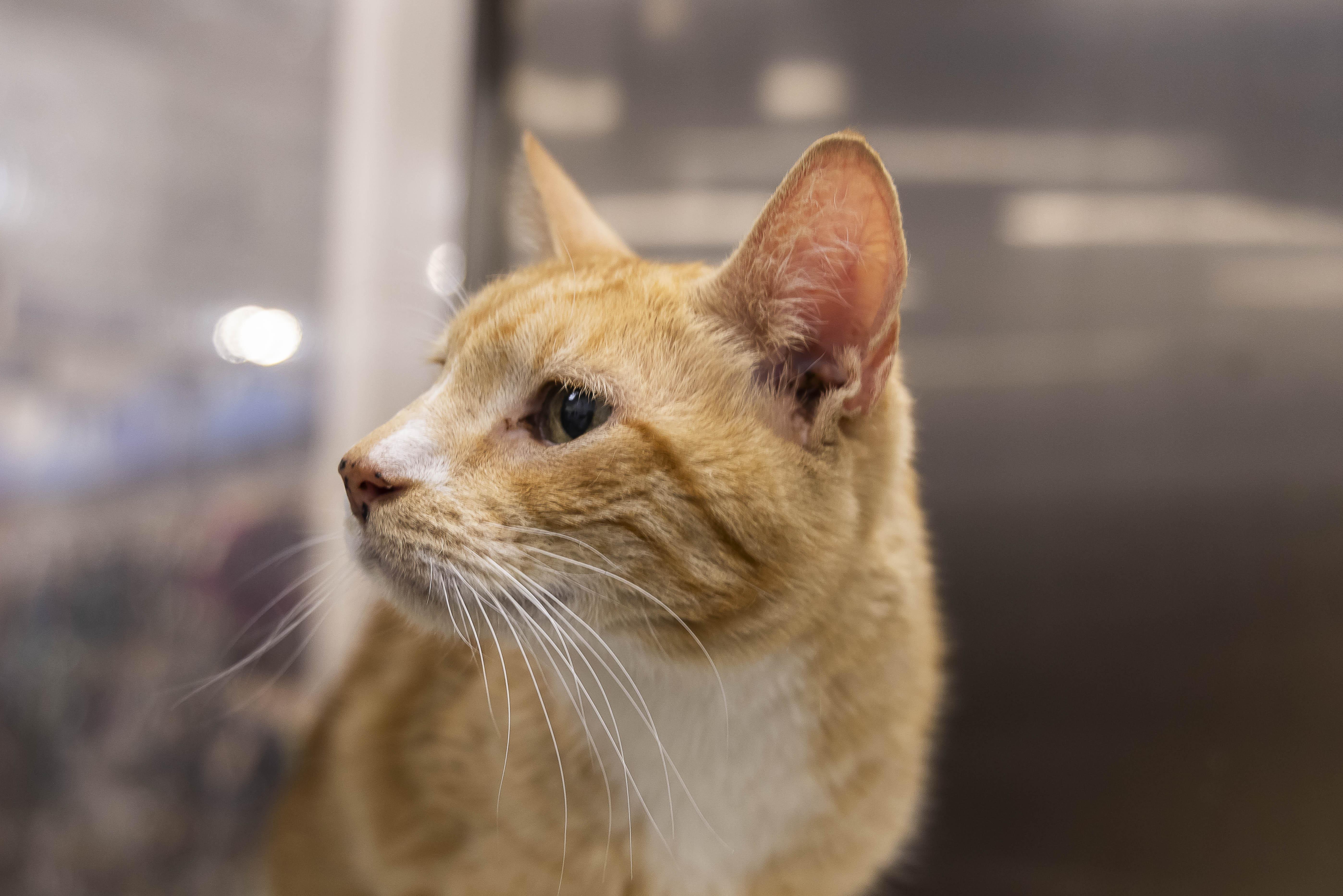 A young medium-sized male Tabby (Orange / Red) Tabby cat named Maxx for adoption in Millville, UT