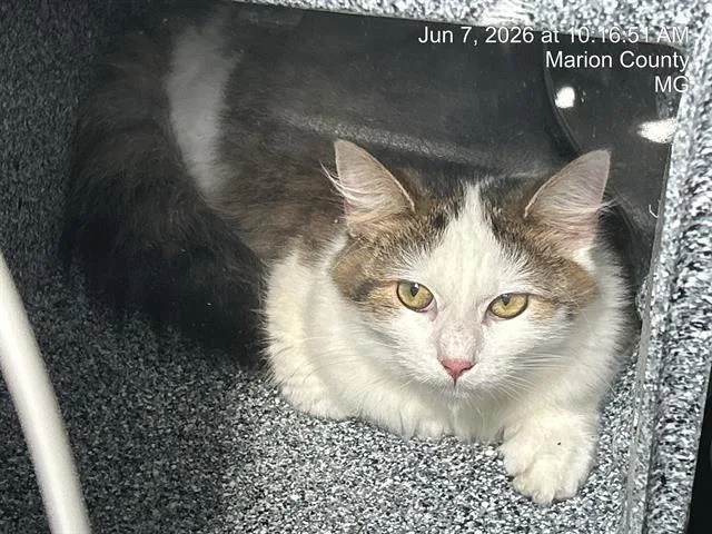 An adult small-sized female Domestic Short Hair cat named Munchkin for adoption in Ocala, FL